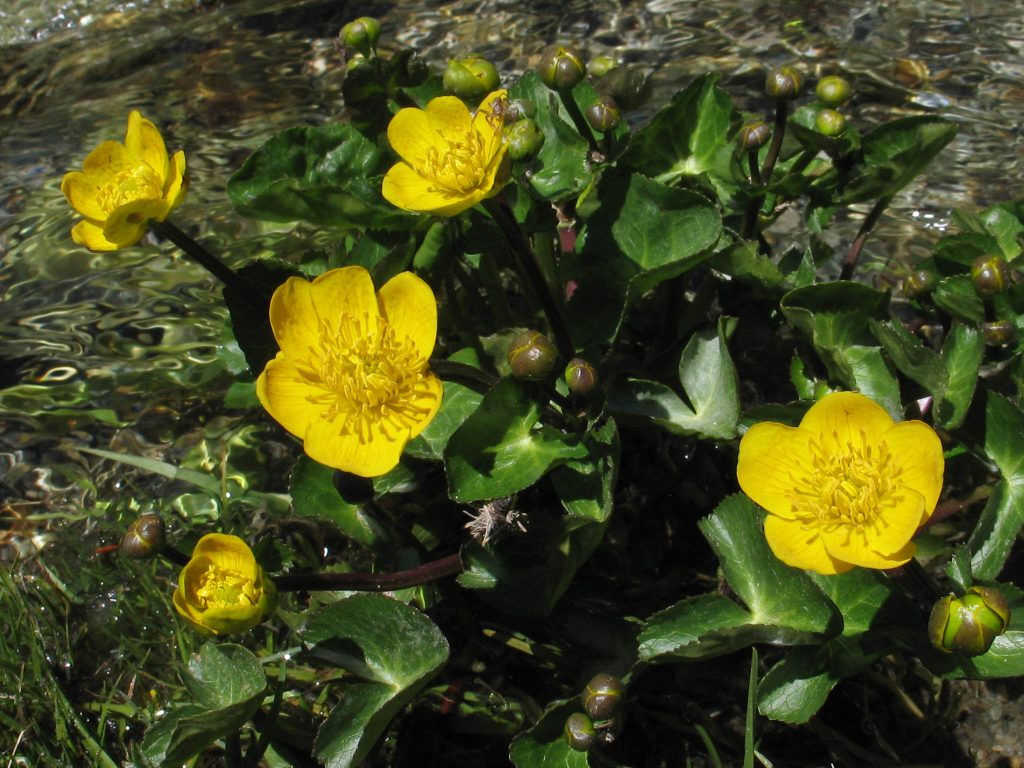 Plantació d’uns 230 exemplars de peus de calta a la Moixina