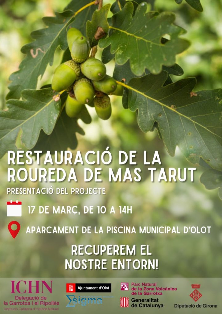 Restauració de la roureda de Mas Tarut