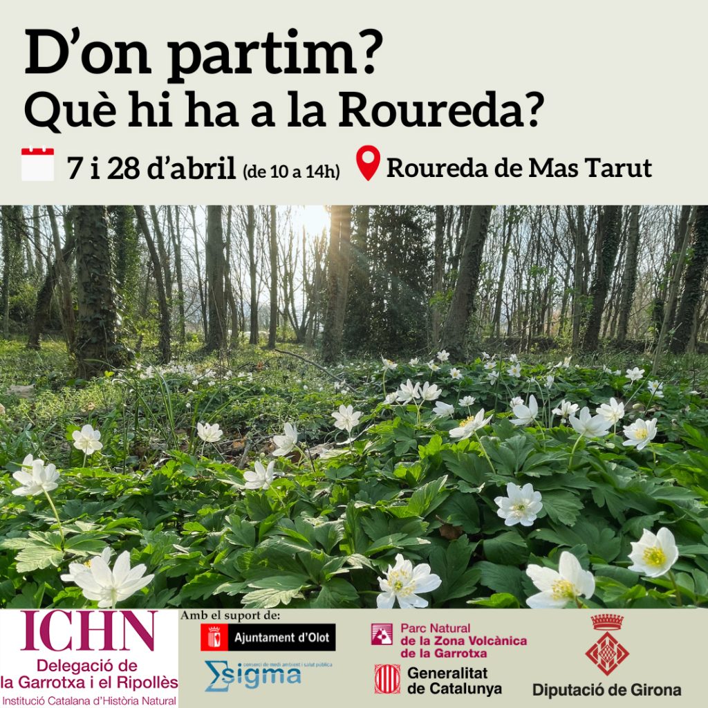 Restauració de la roureda de Mas Tarut