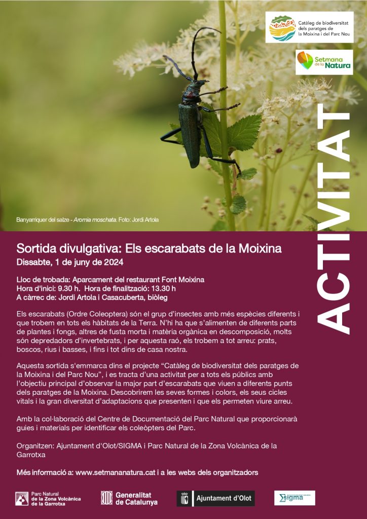 Els escarabats de la Moixina