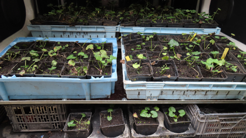 Plantació d’uns 230 exemplars de peus de calta a la Moixina