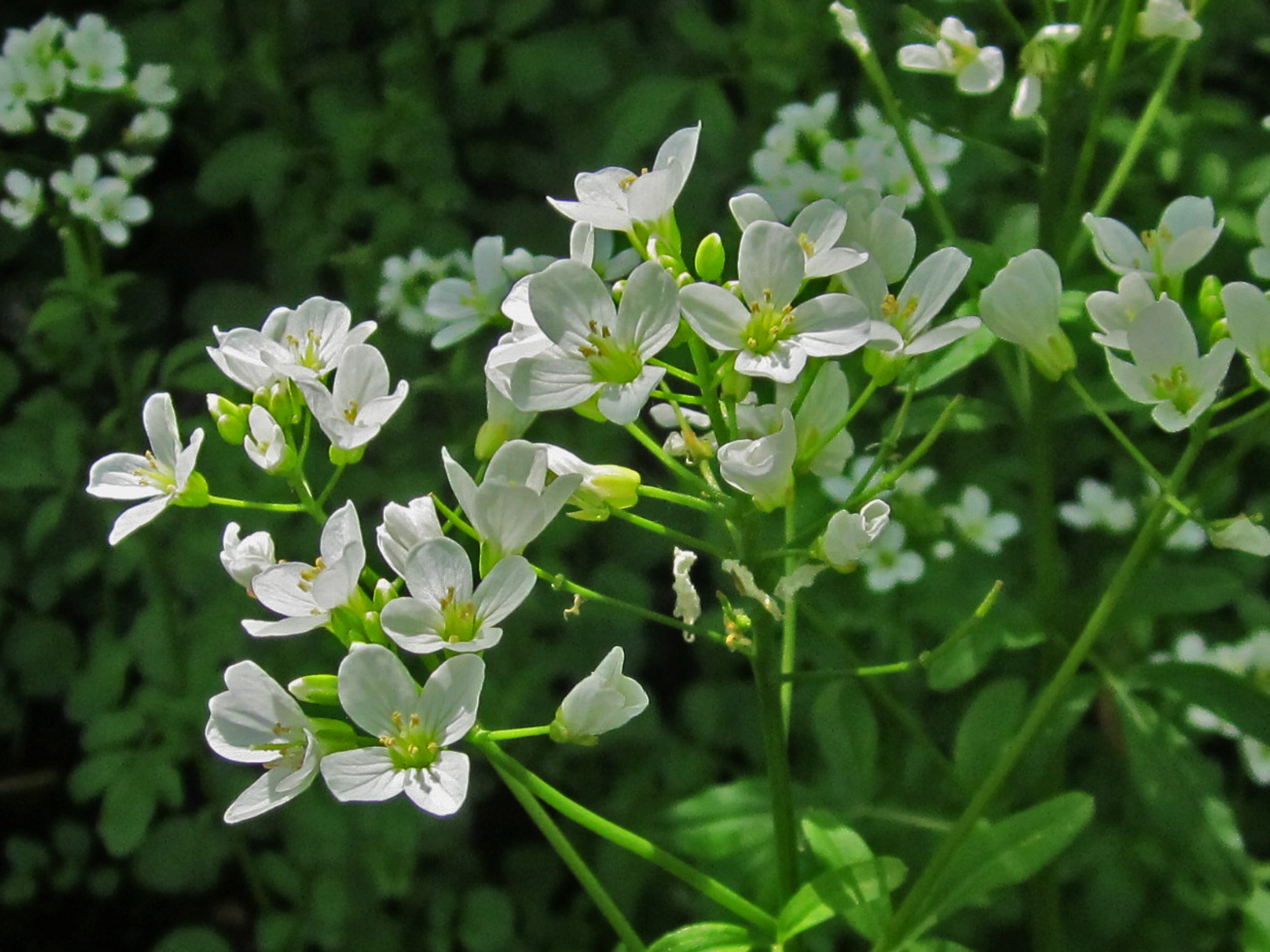 Cardamine olotensis