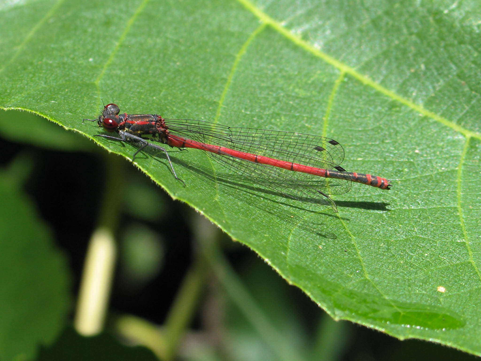 Pyrrhosoma nymphula