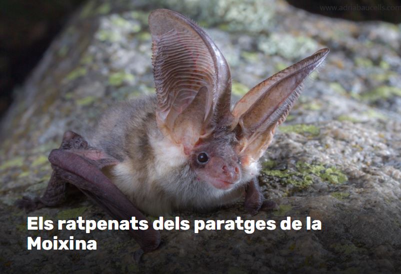 Els ratpenats dels paratges de la Moixina